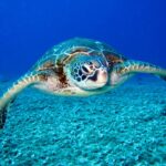 photo of hawksbill sea turtle 1618606 1024x768 1 150x150