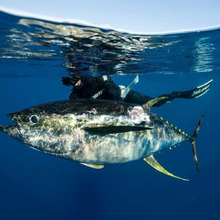 321441724 862867608312330 8825419774301729338 n 768x768