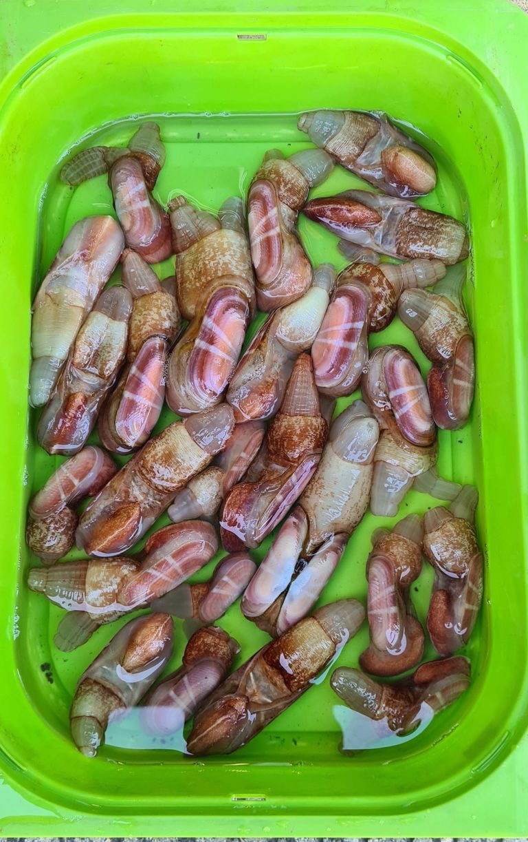 313306332 579210940672222 572753842390901950 n 768x1223