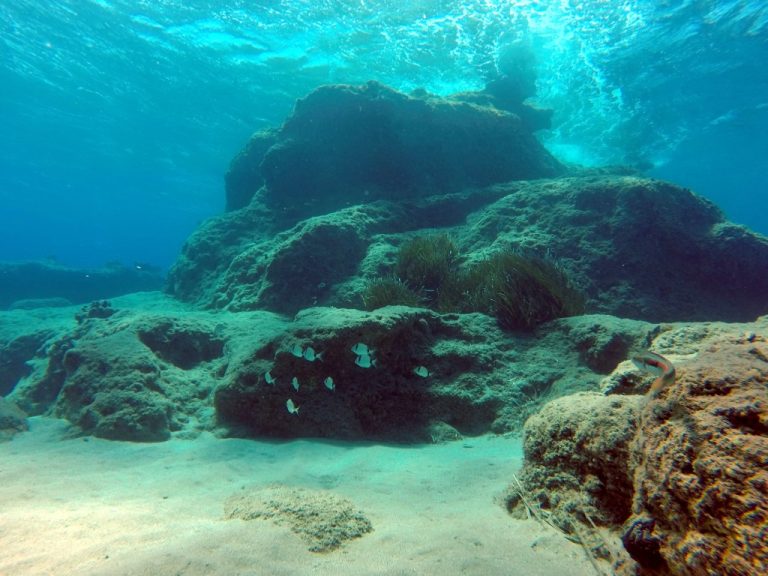 IDC NEW 43 1 768x576