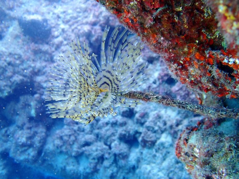 IDC NEW 64 2 768x576